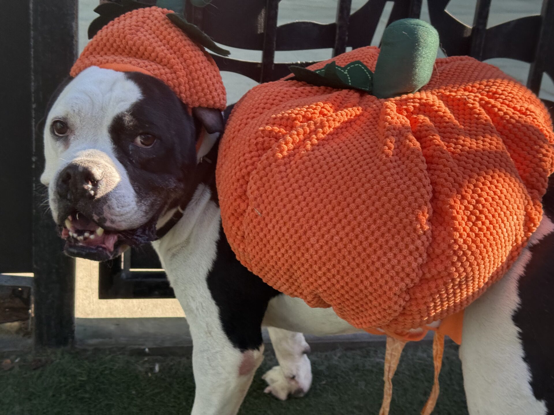 Dog in a pumpikn costume