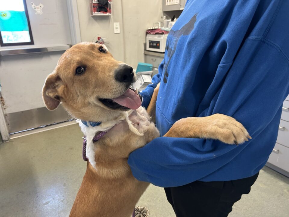 Pictured of an injured dog.