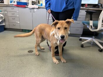 Pictured of an injured dog.