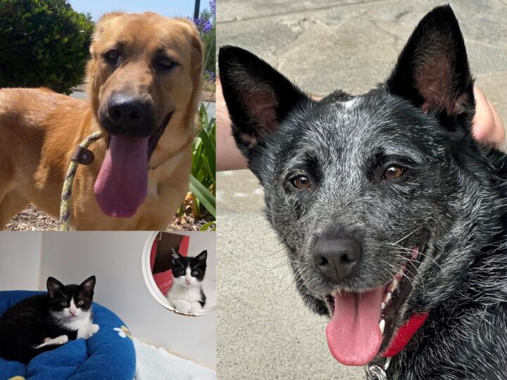 2 dogs, 2 kittens