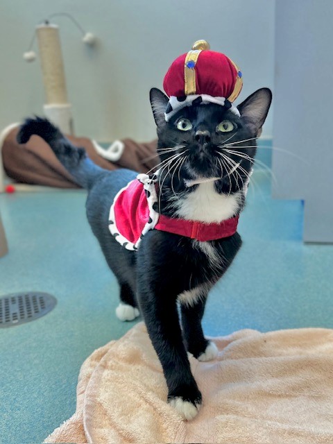tuxedo cat in king crown