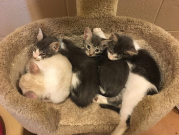 Kittens_Sleeping_Condo1_1600px