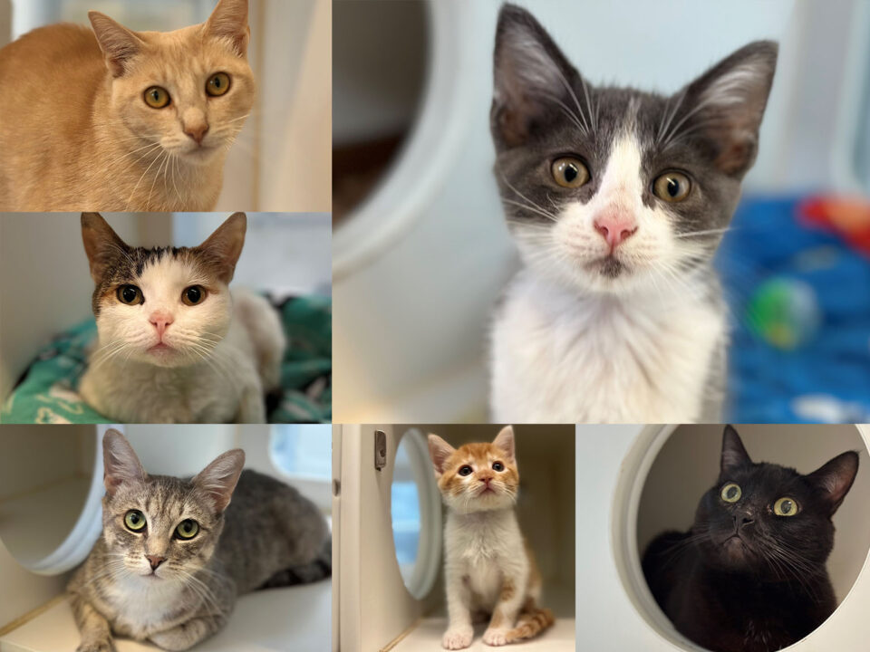 Six cats available for adoption at County DAS.