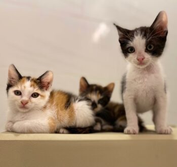 Three kittens