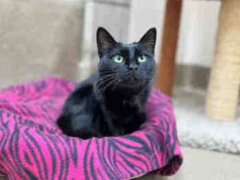 Black cat