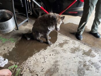 Mia near car after rescue