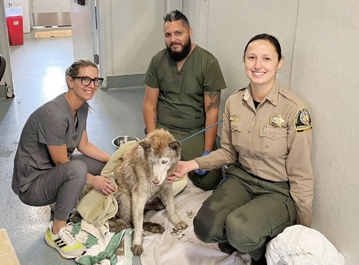 Mia dog with Animal Services rescuers