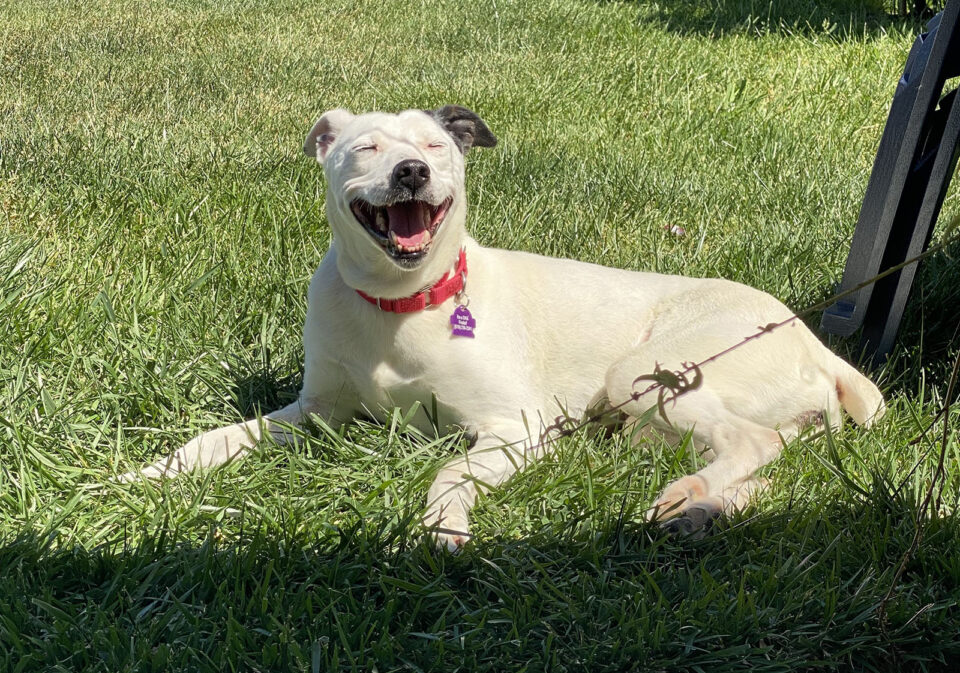 White dog enjoying sunshine.