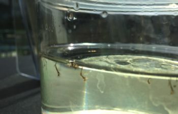Mosquito larvae don't need a lot of water to proliferate