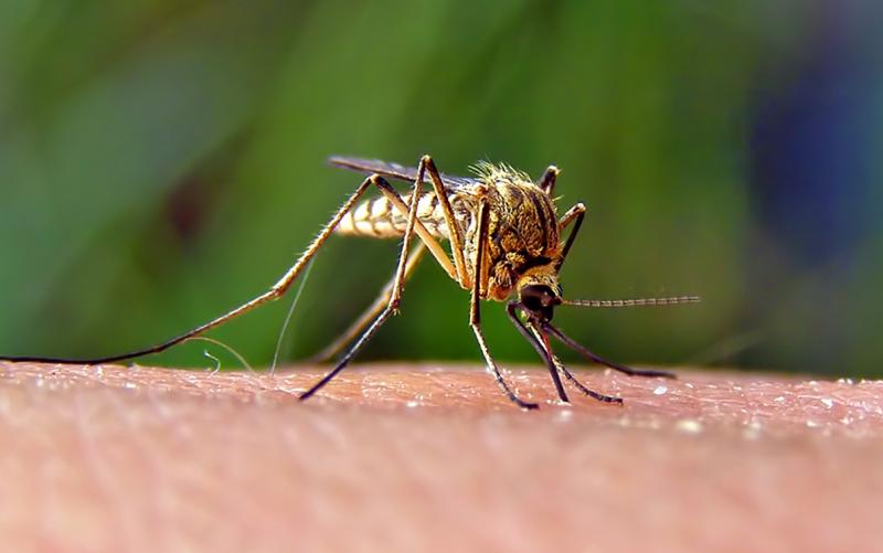 Invasive Aedes Mosquitoes - sandiegocounty.gov