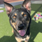 Black and tan dog smiling