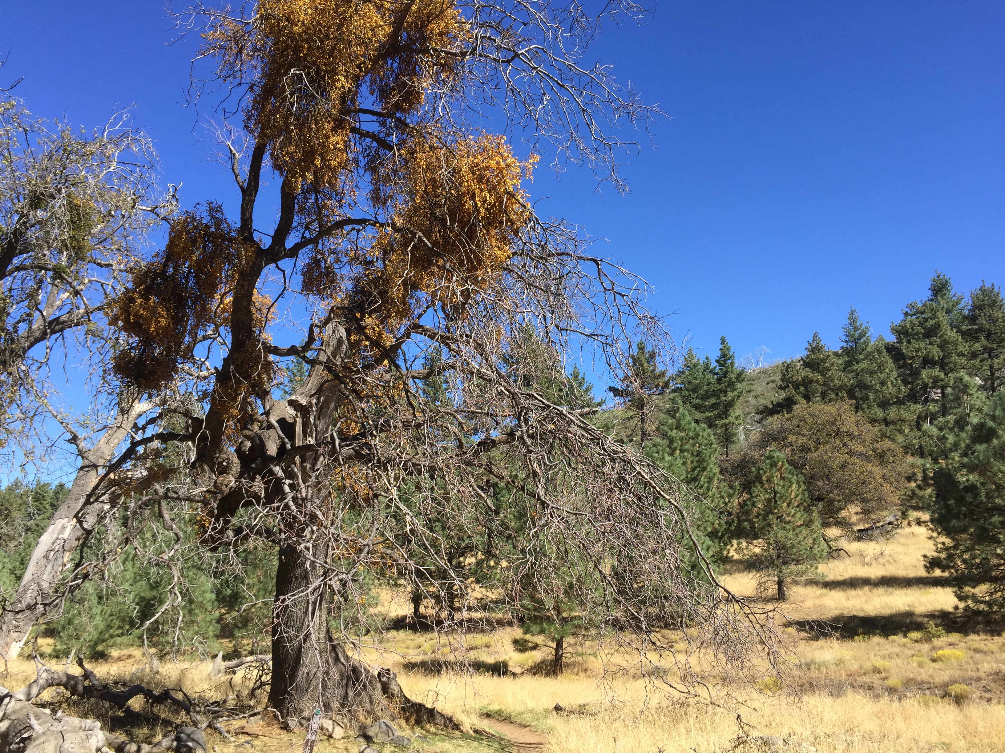 A nearly dead oak tree in the Mount Laguna area is under attack by drought and a beetle infestation.