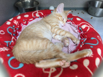 Orange_Kitten_Sleeping_1600px