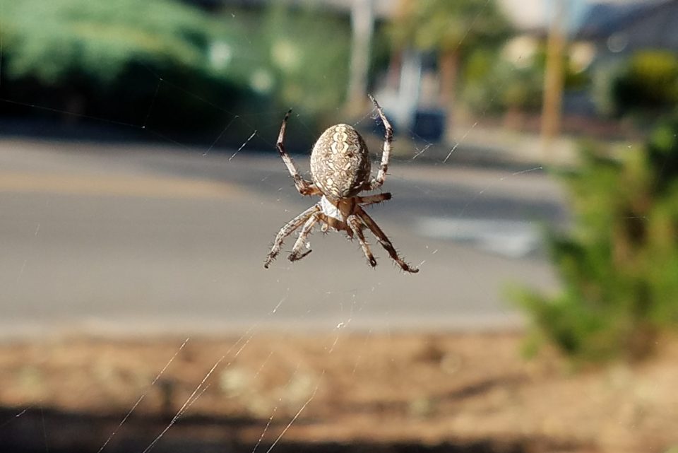orb spider
