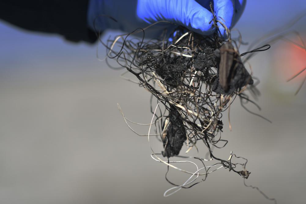Clump of tar mixed with seaweed.