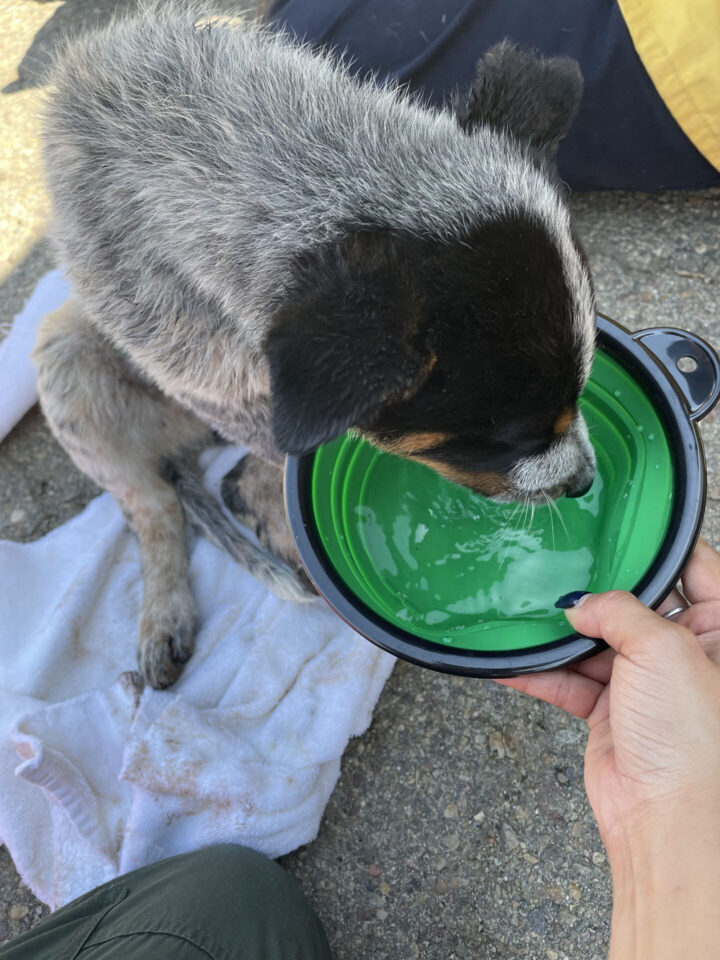 Puppy drinking water out of the crevice