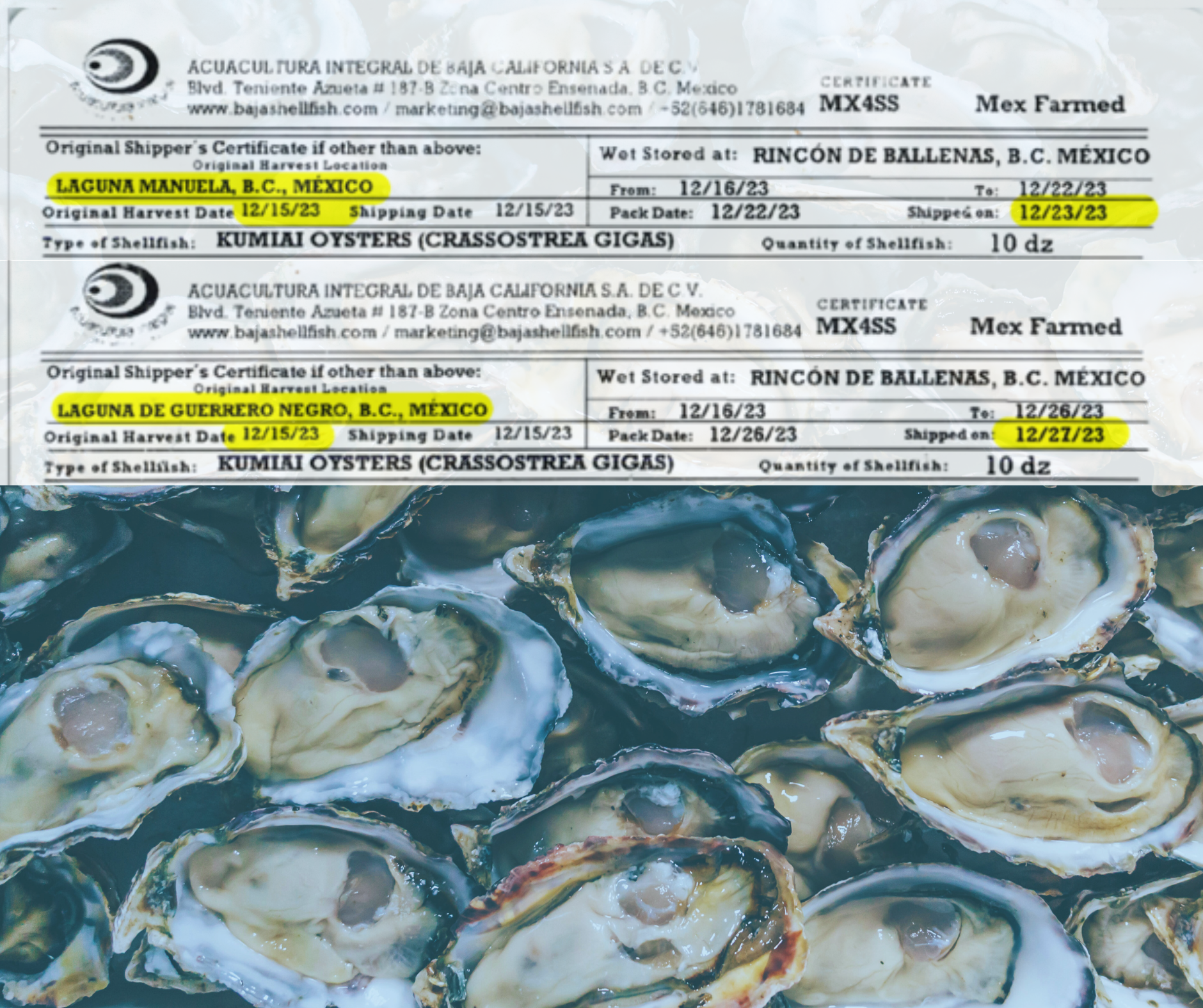 Oysters with Product tag from Mexico