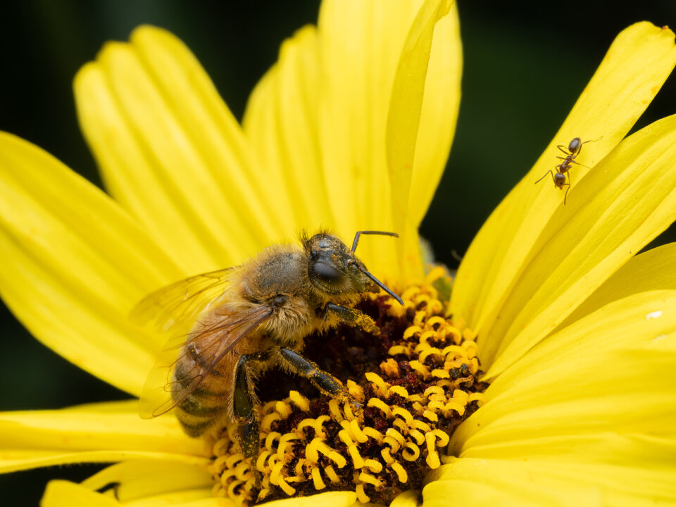 Bee on flower