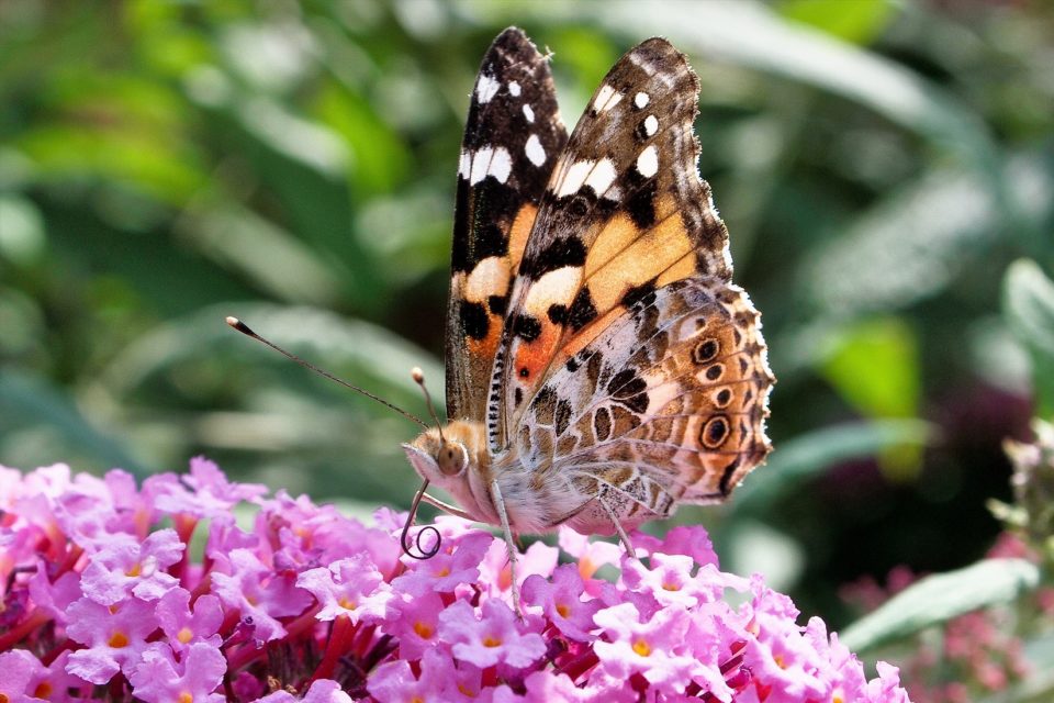 painted lady butterfly
