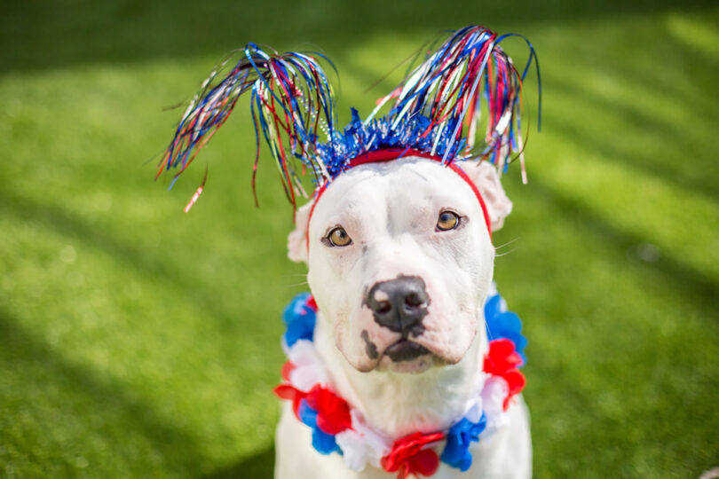 pit bull wearing red, white and blue