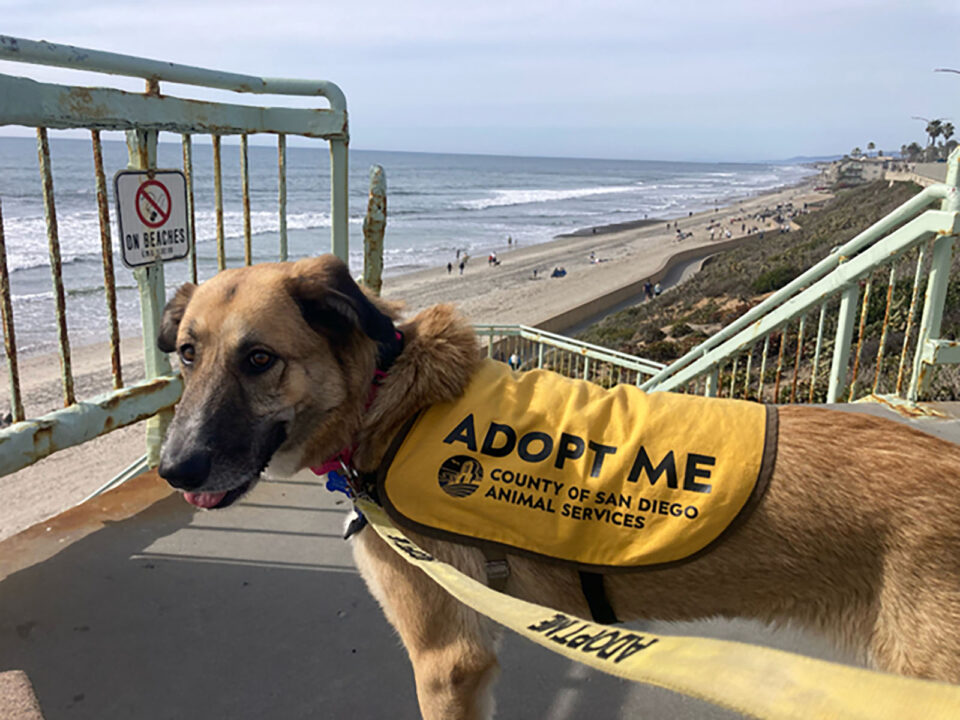 dog available to adopt at beach