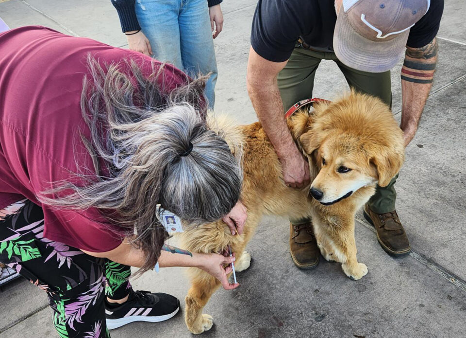 Dog getting a vaccine at a pet clinic