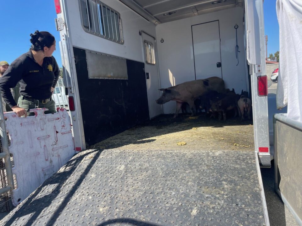 Pigs in the trailer