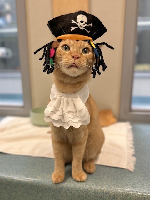 Orange cat in pirate hat, shirt