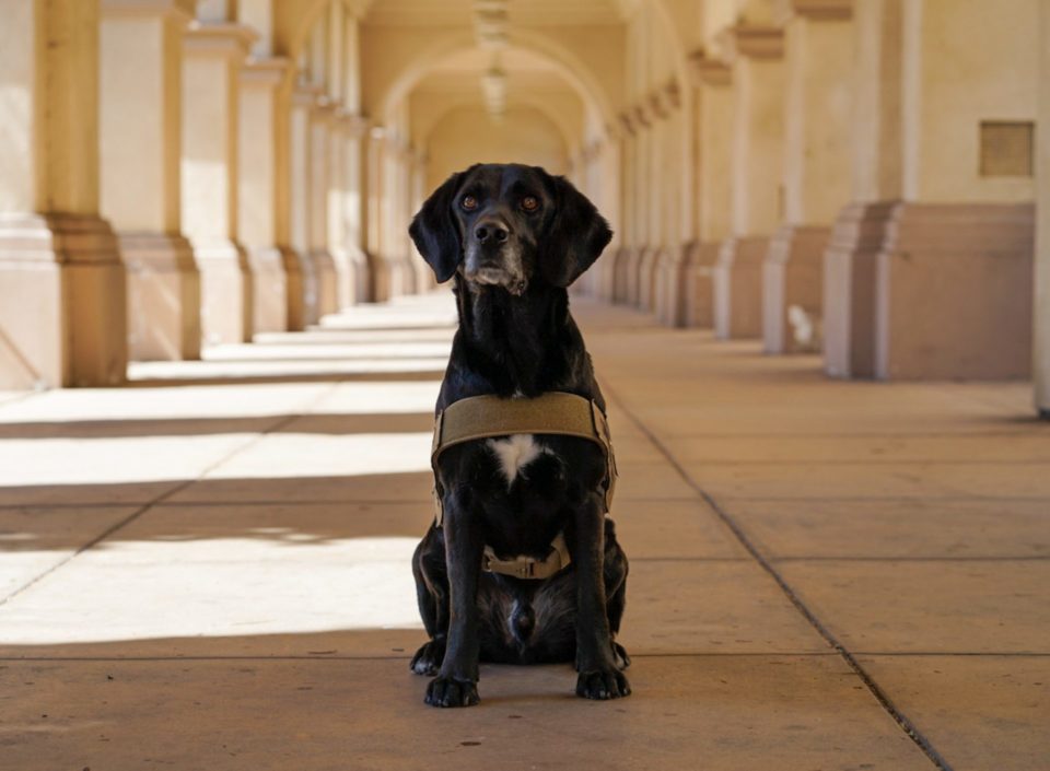 Podder black Lab sitting in Balboa Park