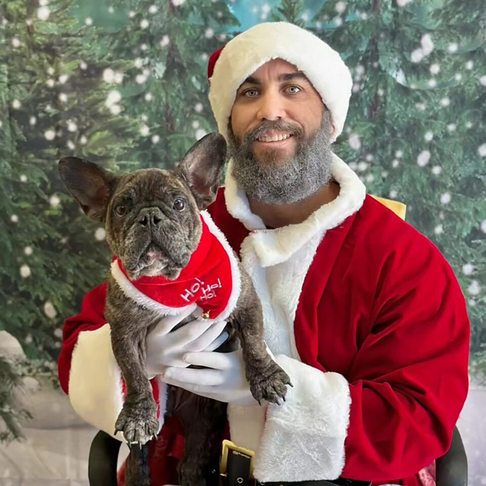 Santa and French bulldog