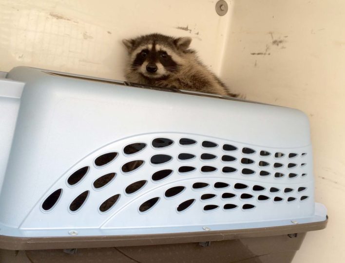 Rescue for Raccoons Trapped in Dumpster News San Diego County News