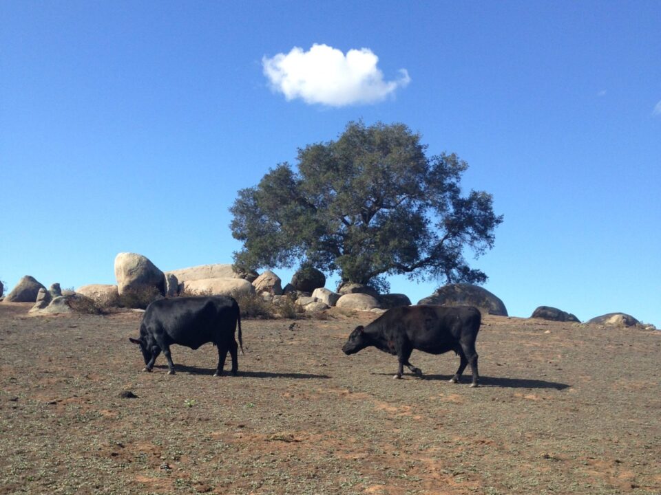 Two Black Cows in a field at the Ramona Grasslands