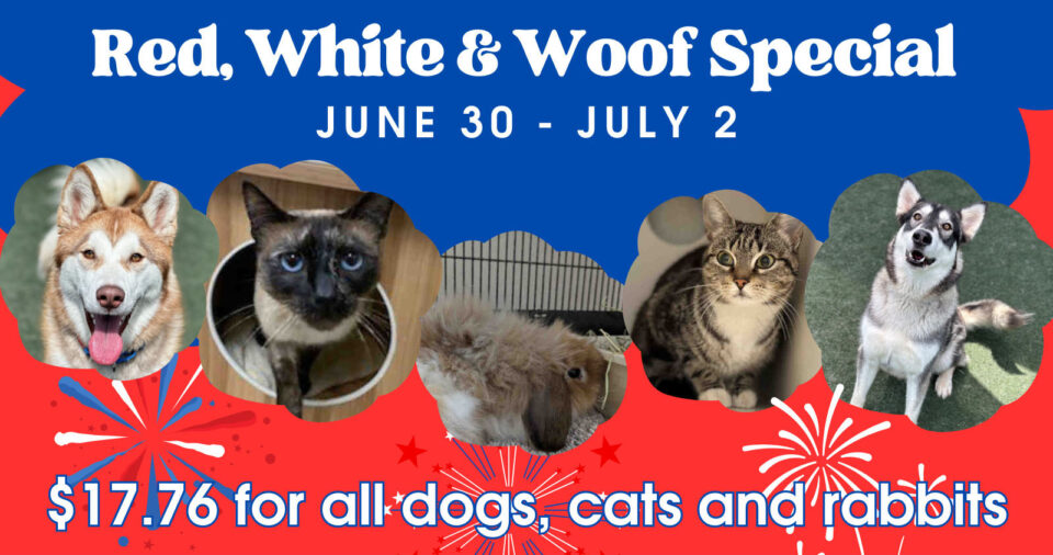 2 dogs, 2 cats and a rabbit available for adoption