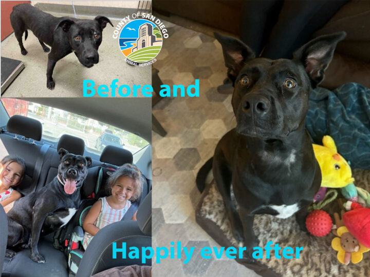 Rita dog adopted