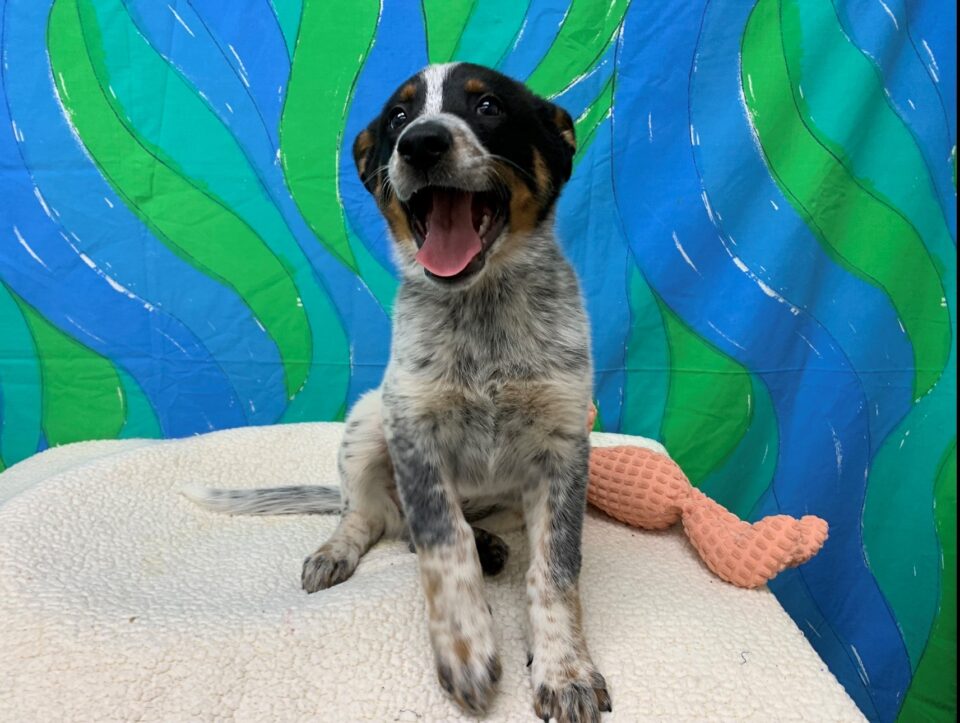 dog sits on blankeet with tongue out