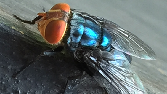 Screwworm parasitic fly