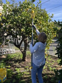 Senior Volunteer picking fruit