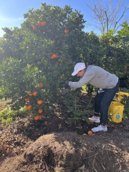 Senior volunteer picking fruit