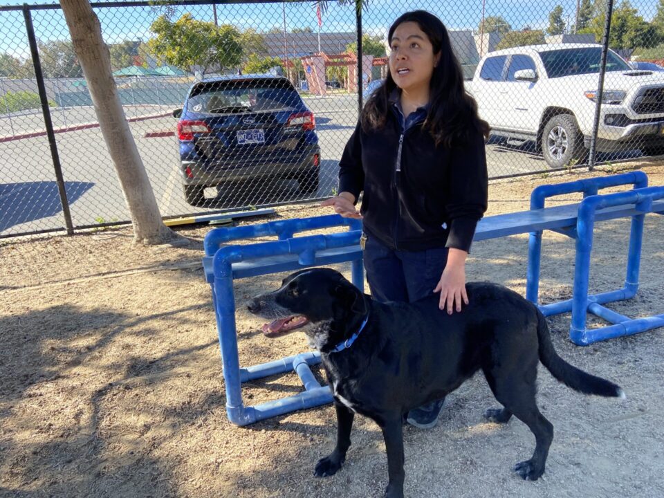 Shadow dog at Carlsbad shelter.