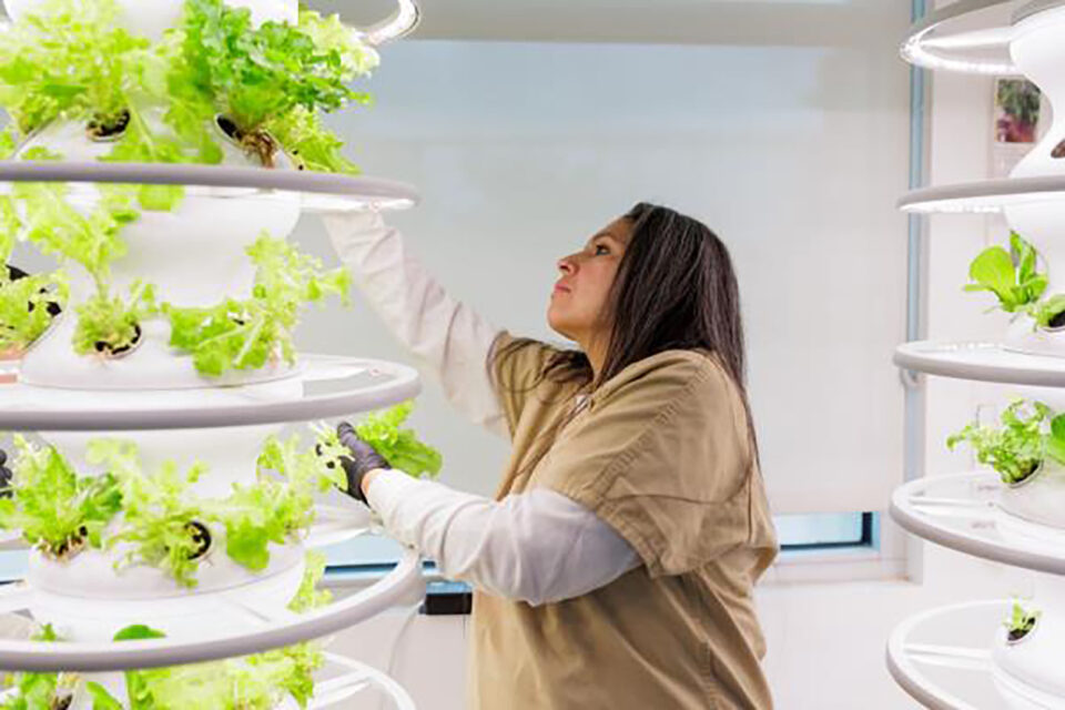 Reentry program participant with hydroponics