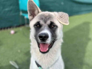 Dog with one floppy ear, one up. 