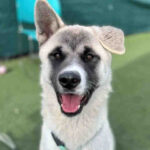 Dog with one ear up