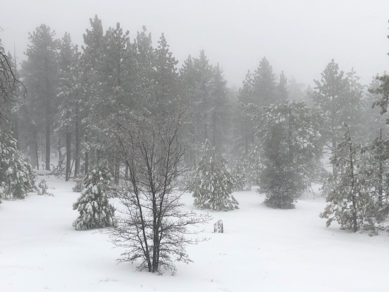 A snowy field and snow-dusted trees in the local mountains.