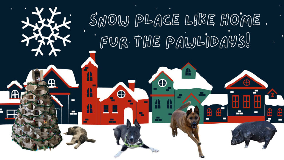 Sleeping cat, two dogs and a pig available for adoption.