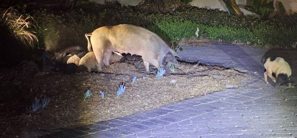 Loose sow and piglets 