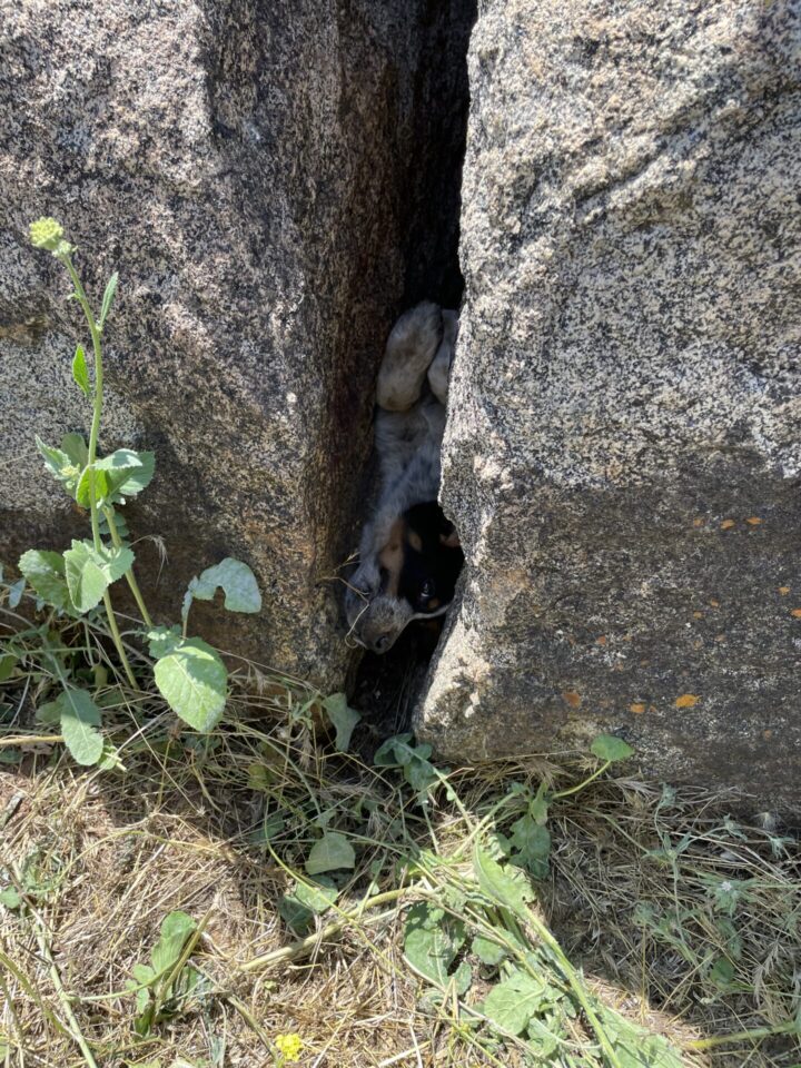 Puppy stuck in a crevice