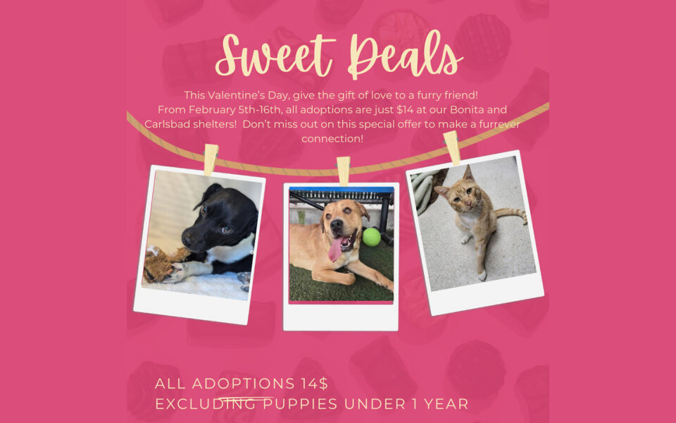 Black dog, tan dog and orange cat