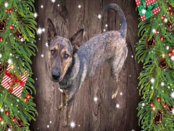 Shepard Mix