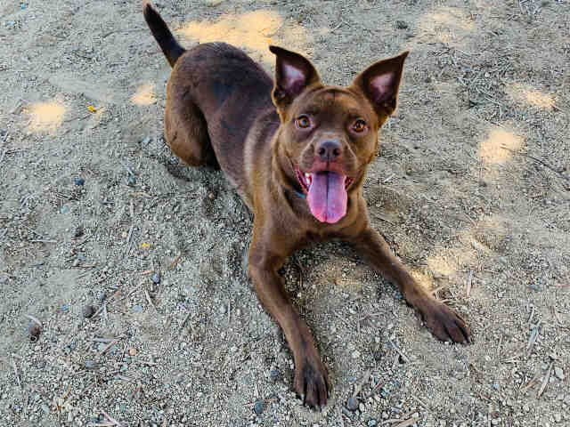 Dog available