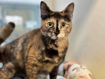 Tortie cat